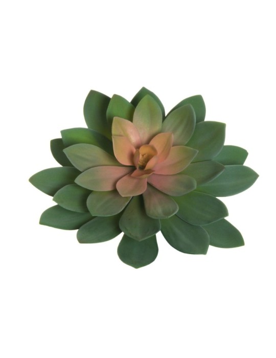 ECHEVERIA GIANT  3COLORI 32CM