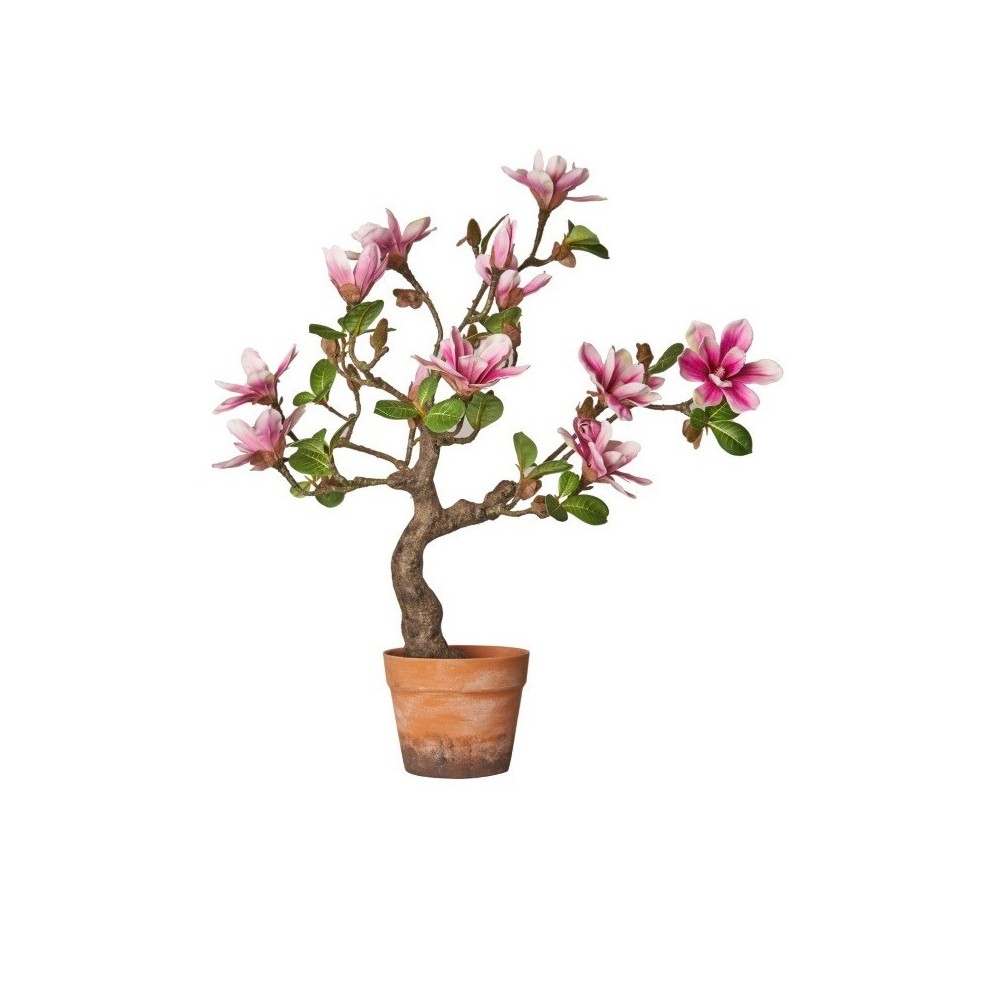 BONSAI MAGNOLIA CM 65