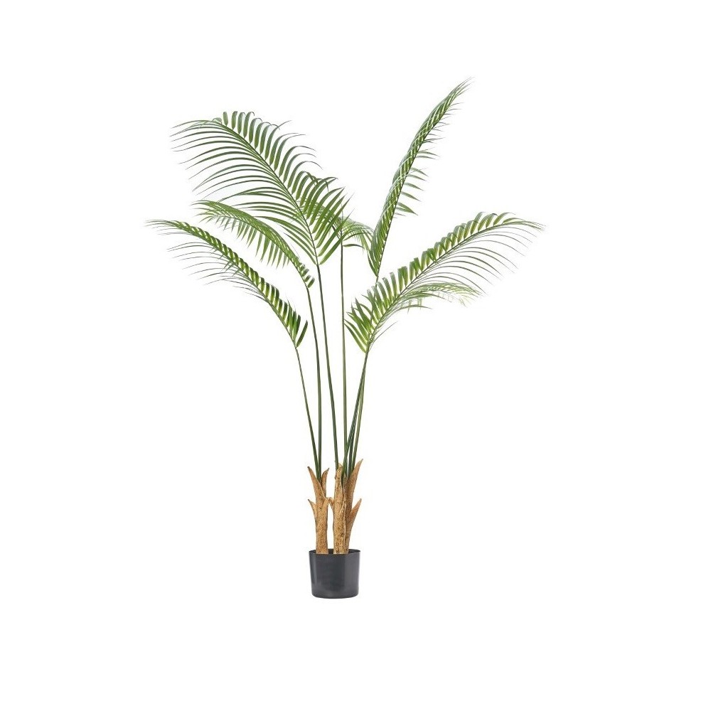 PIANTA KENTHYA CM.180