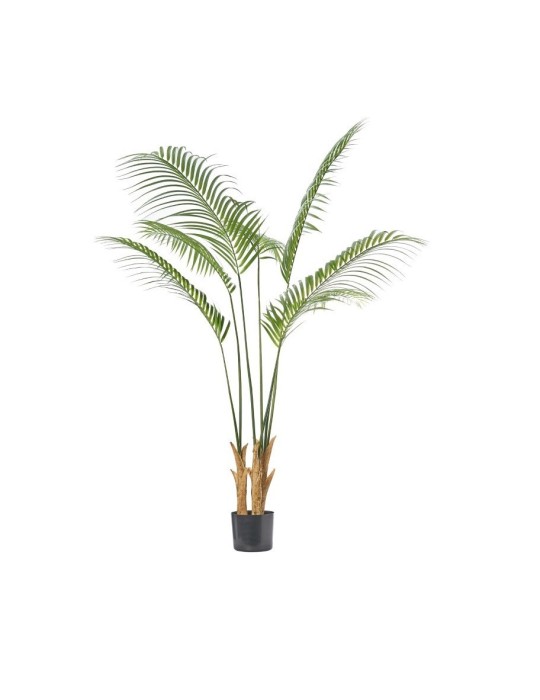 PIANTA KENTHYA CM.180