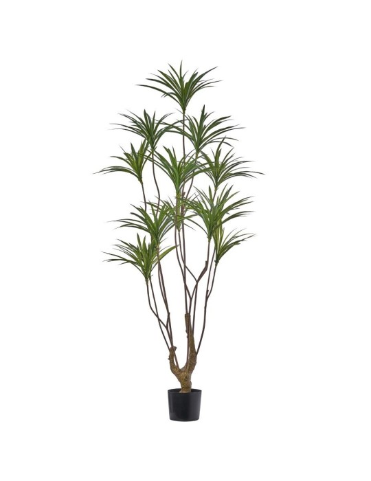 PIANTA YUCCA