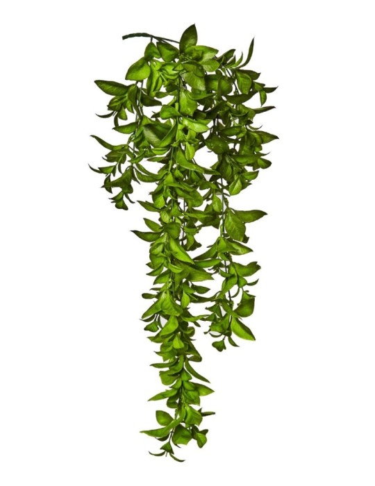 CASCANTE RUSCUS CM 74