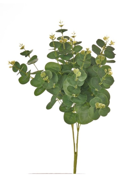 BUSH EUCALIPTO GRG X16