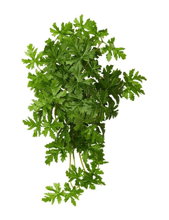 CASCANTE PELARGONIUM CM 40 GREEN