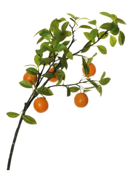 ORANGE BRANCH ORANGE