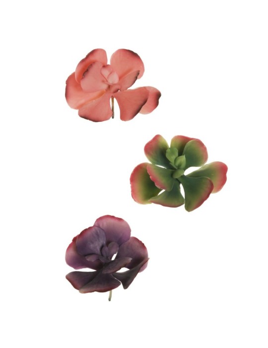 CRASSULA OVATA D15 GREEN FUXIA PINK LAVANDA