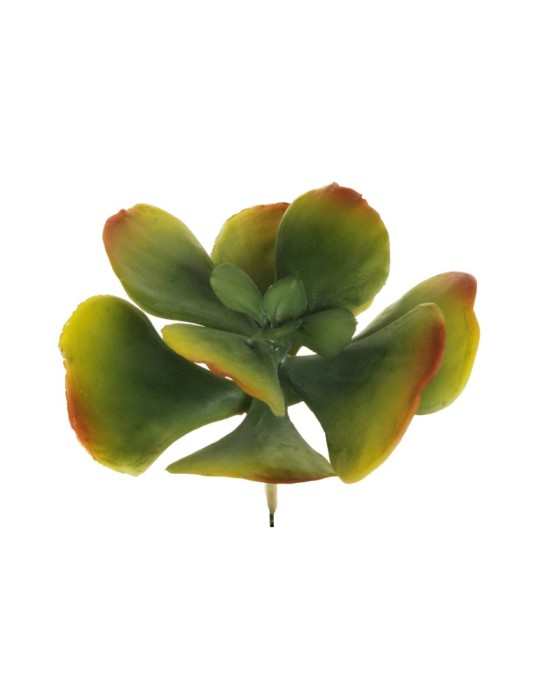 CRASSULA OVATA D15 GREEN YELLOW BROWN