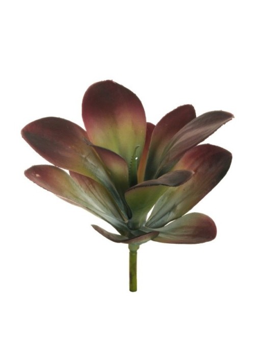 COTYLEDON PIANTA PURPLE GREY GREEN