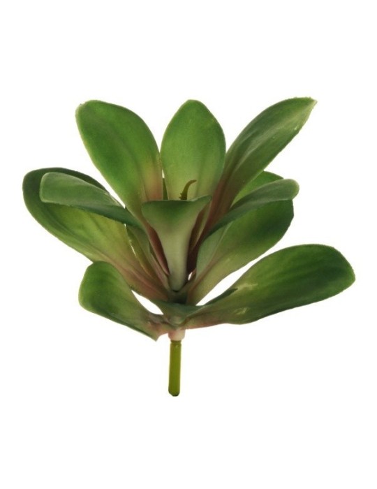 COTYLEDON PIANTA GREEN PINK