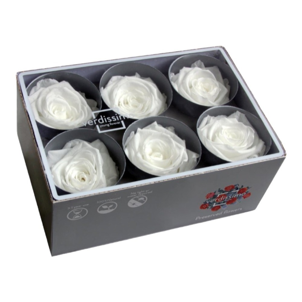 ROSA STANDARD BOX 6 WHITE