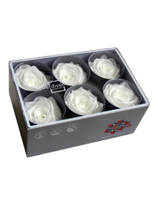 ROSA STANDARD BOX 6 WHITE