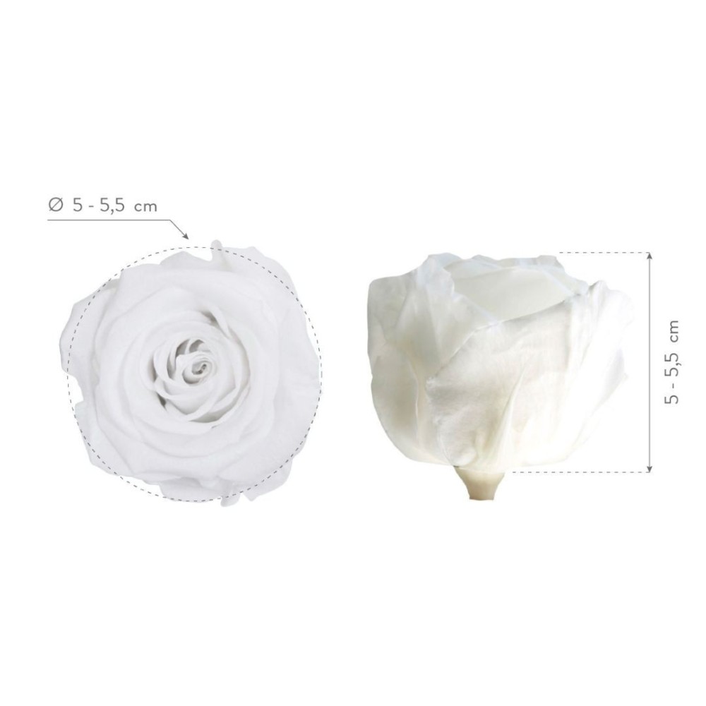 ROSA STANDARD BOX 6 WHITE