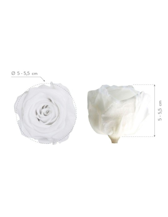 ROSA STANDARD BOX 6 WHITE