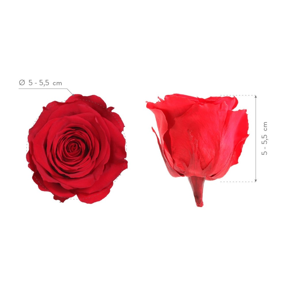 ROSA STANDARD BOX 6 ROSSA