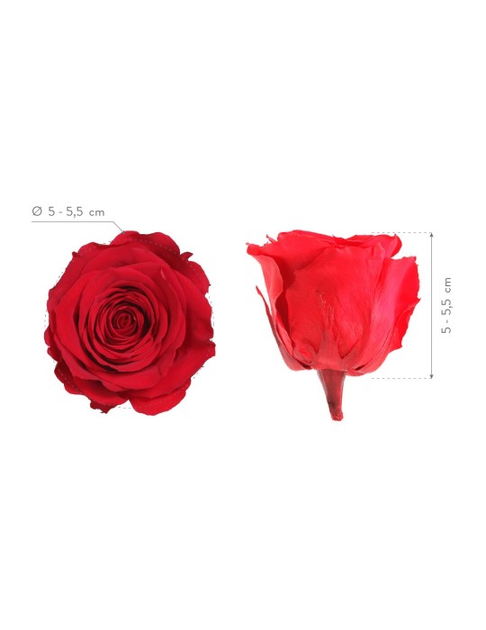 ROSA STANDARD BOX 6 ROSSA