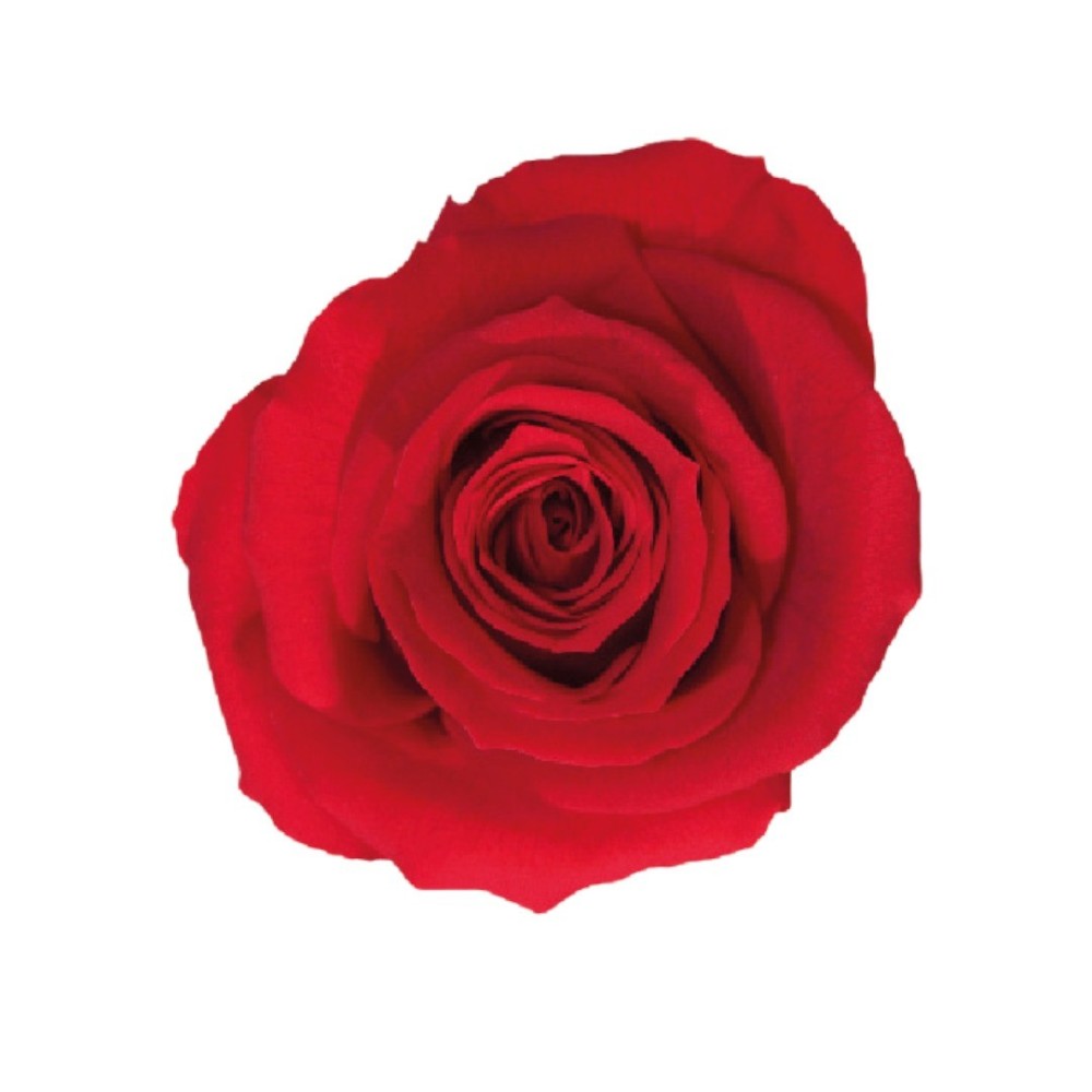 ROSA STANDARD BOX 6 ROSSA