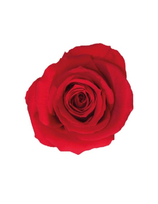 ROSA STANDARD BOX 6 ROSSA