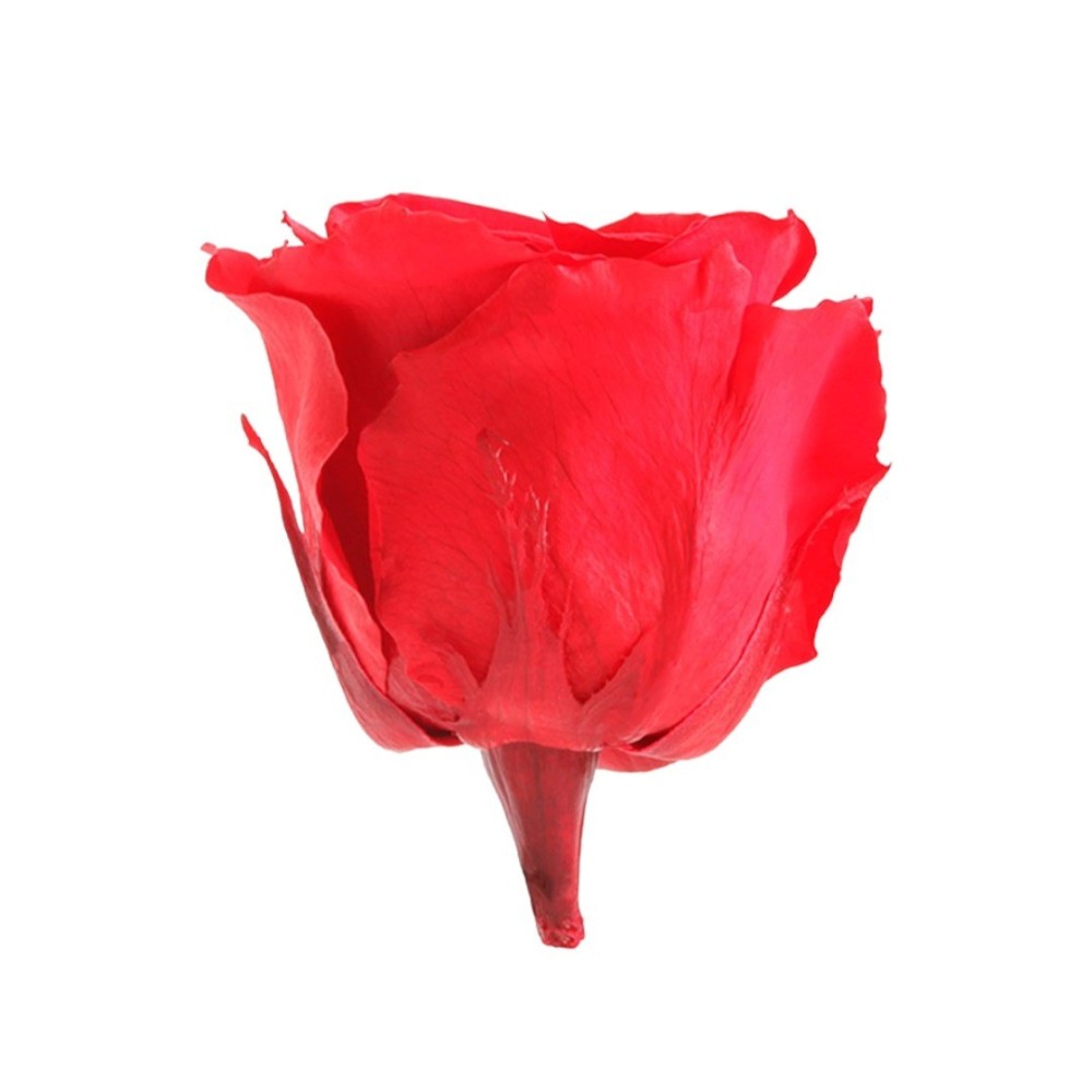 ROSA STANDARD BOX 6 ROSSA