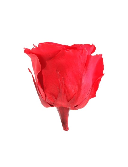 ROSA STANDARD BOX 6 ROSSA