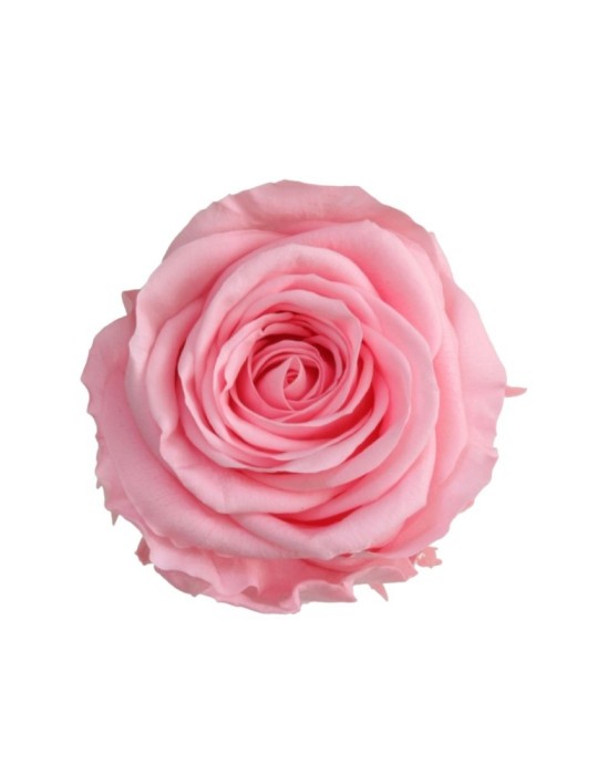 ROSA STANDARD BOX 6 ROSA PASTELLO