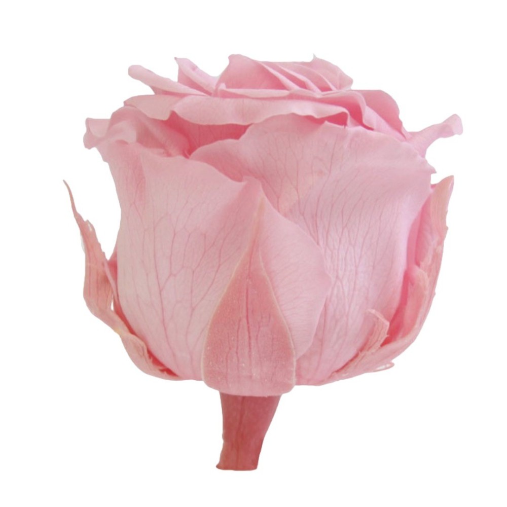 ROSA STANDARD BOX 6 ROSA PASTELLO