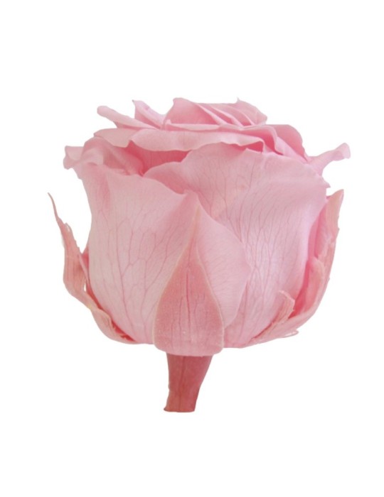 ROSA STANDARD BOX 6 ROSA PASTELLO