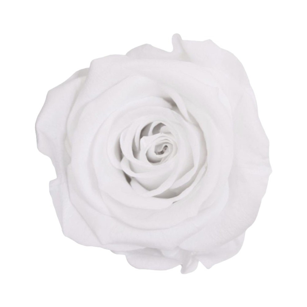 ROSA STANDARD BOX 6 WHITE
