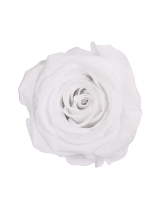 ROSA STANDARD BOX 6 WHITE