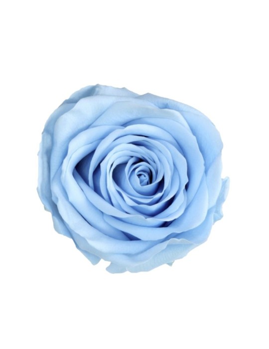 ROSA STANDARD BOX 6 LIGHT BLUE