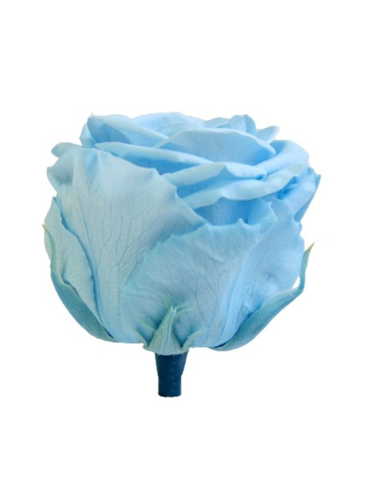 ROSA STANDARD BOX 6 LIGHT BLUE
