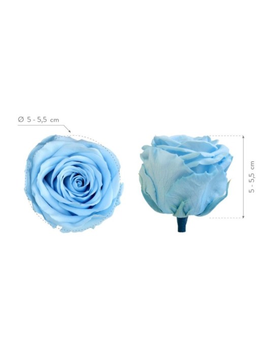 ROSA STANDARD BOX 6 LIGHT BLUE