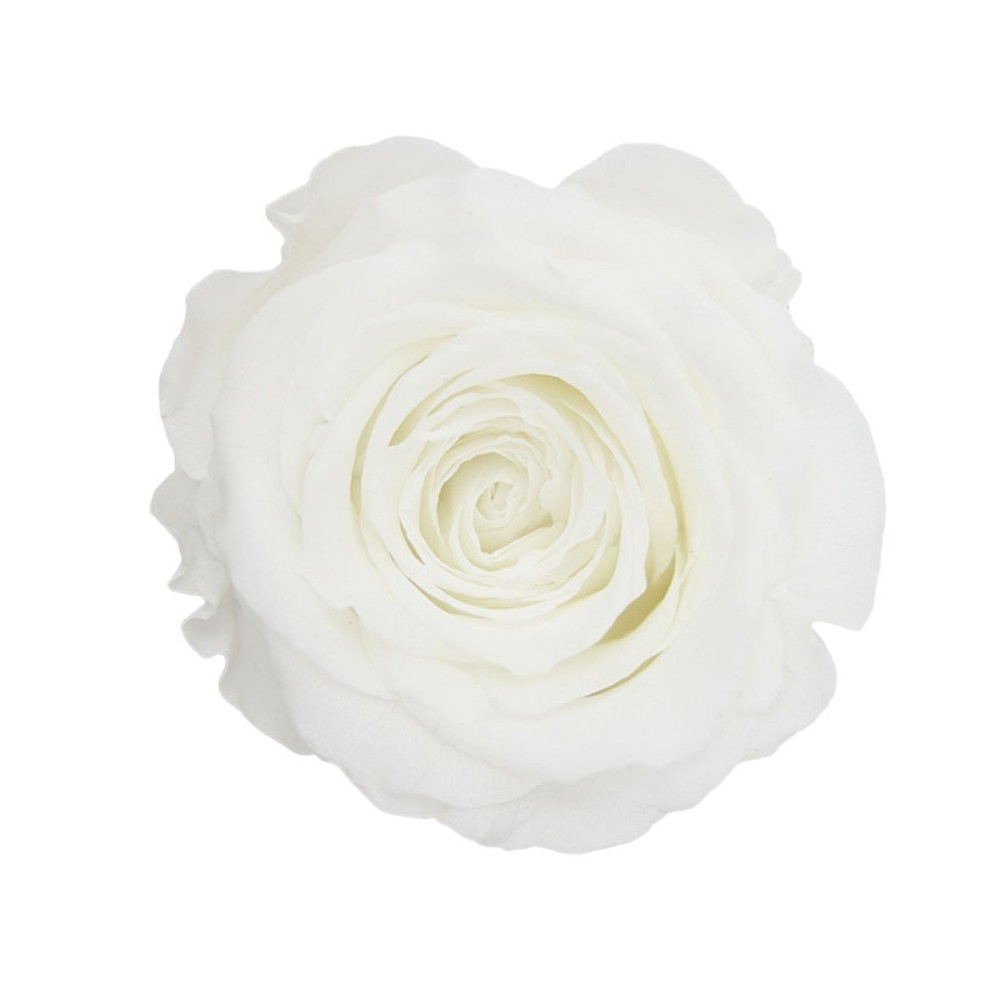 ROSA QUEEN WHITE BOX 5