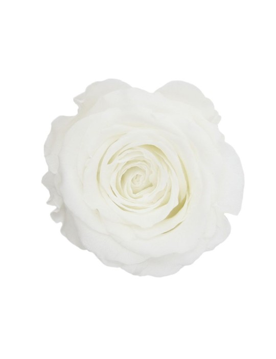 ROSA QUEEN WHITE BOX 5
