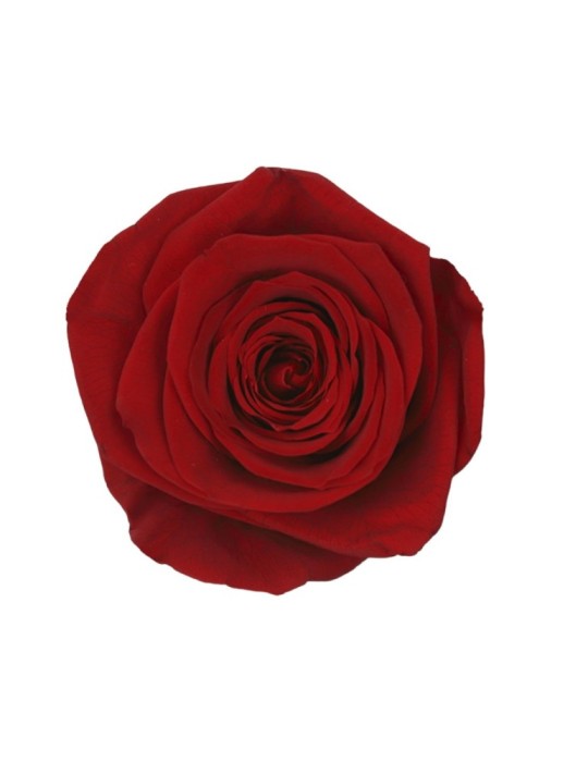 ROSA QUEEN BOX 5 RED