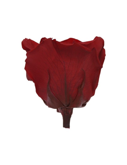 ROSA QUEEN BOX 5 RED