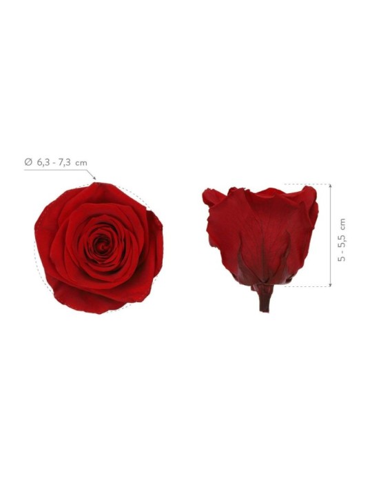 ROSA QUEEN BOX 5 RED