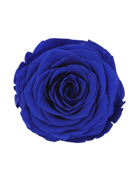 ROSA QUEEN DARK BLUE 5 BOX