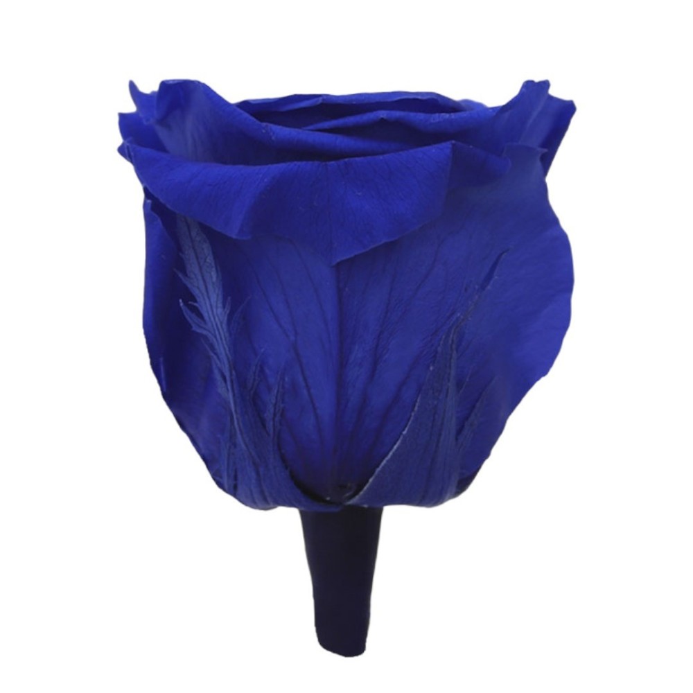 ROSA QUEEN DARK BLUE 5 BOX