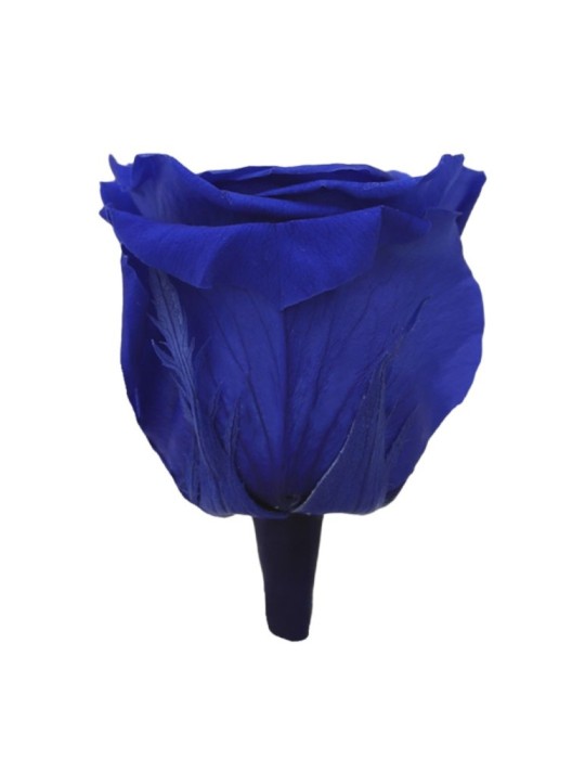 ROSA QUEEN DARK BLUE 5 BOX