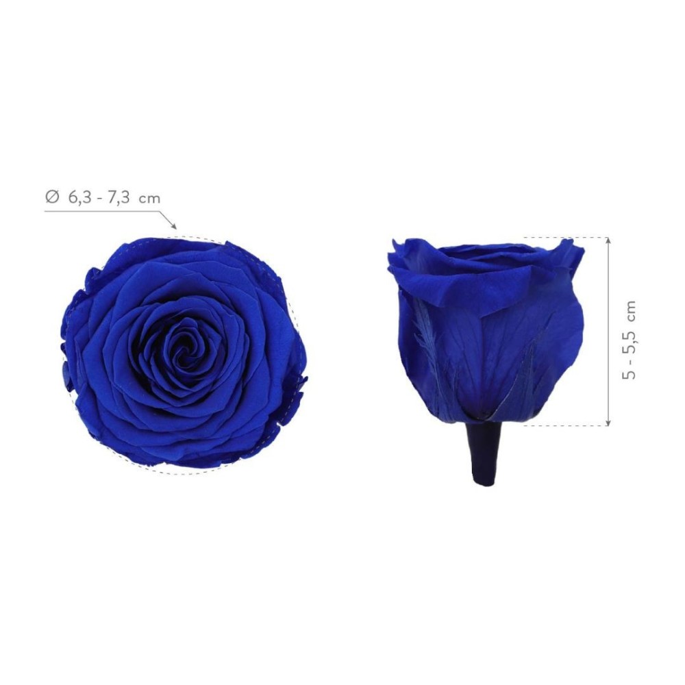 ROSA QUEEN DARK BLUE 5 BOX