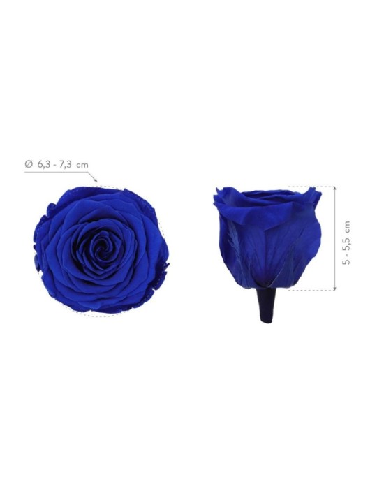 ROSA QUEEN DARK BLUE 5 BOX