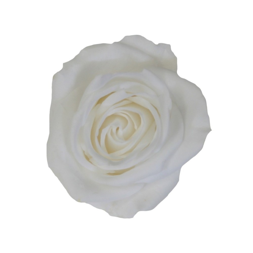 SCATOLA 8 ROSE MEDIE BIANCA