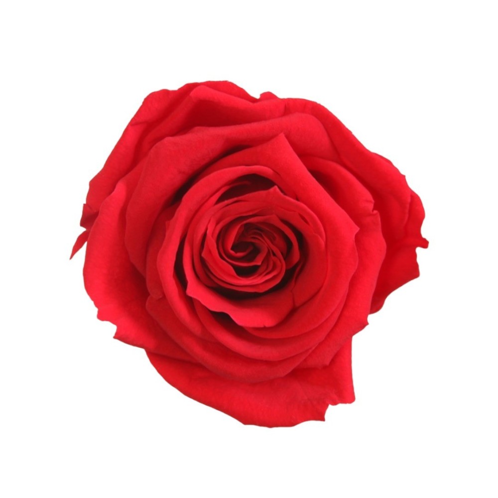 SCATOLA 8 ROSE MEDIE ROSSO