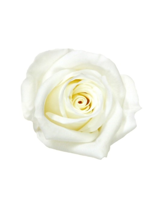 ROSA MINI WHITE 12 BOX