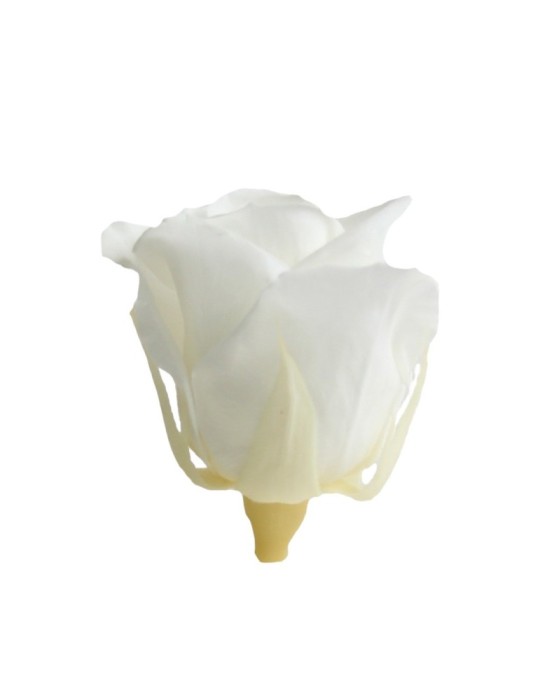 ROSA MINI WHITE 12 BOX