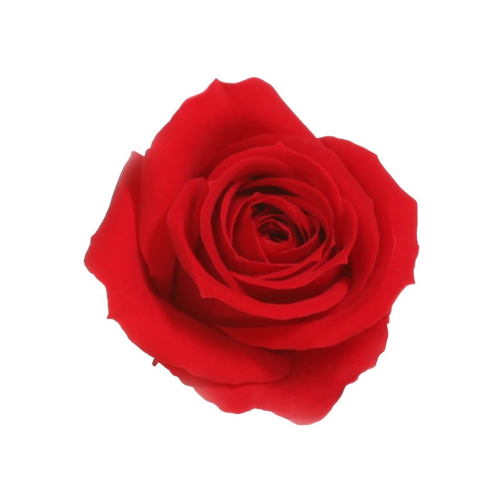 ROSA MINI CAPULLO ROJO BOX 12