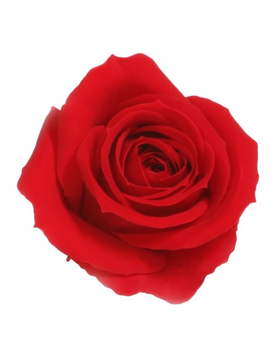 ROSA MINI CAPULLO ROJO BOX 12