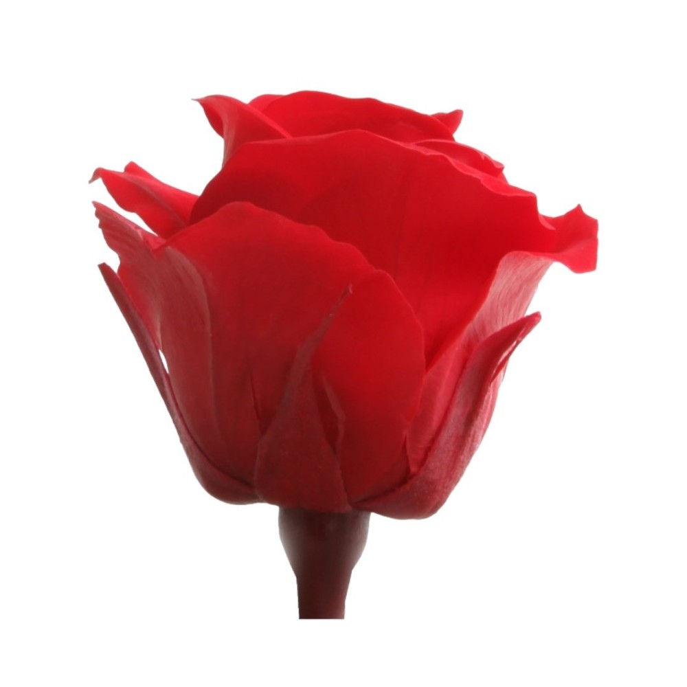 ROSA MINI CAPULLO ROJO BOX 12