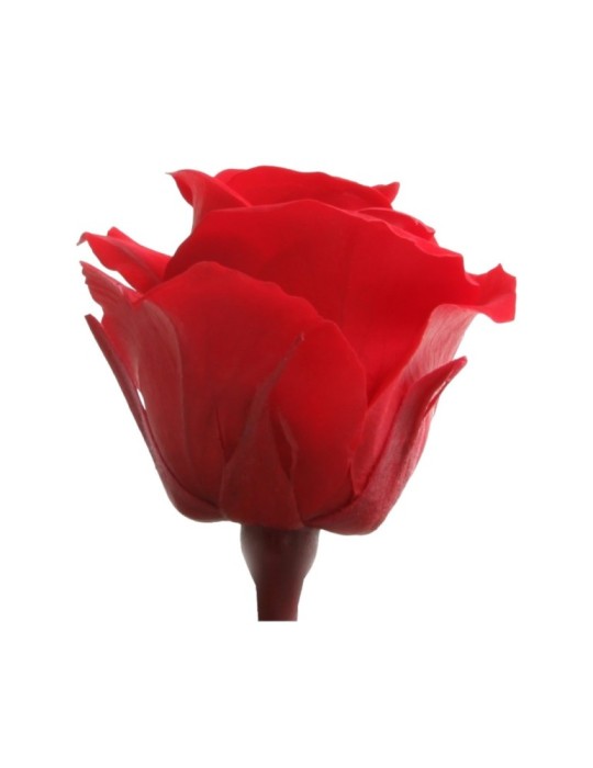 ROSA MINI CAPULLO ROJO BOX 12