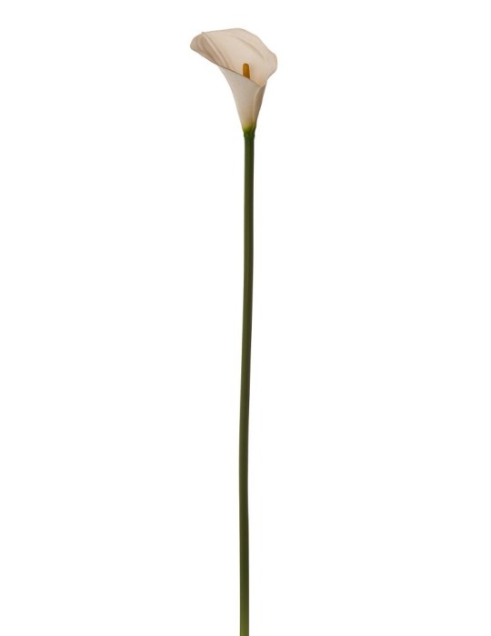 CALLA SINGOLA WHITE